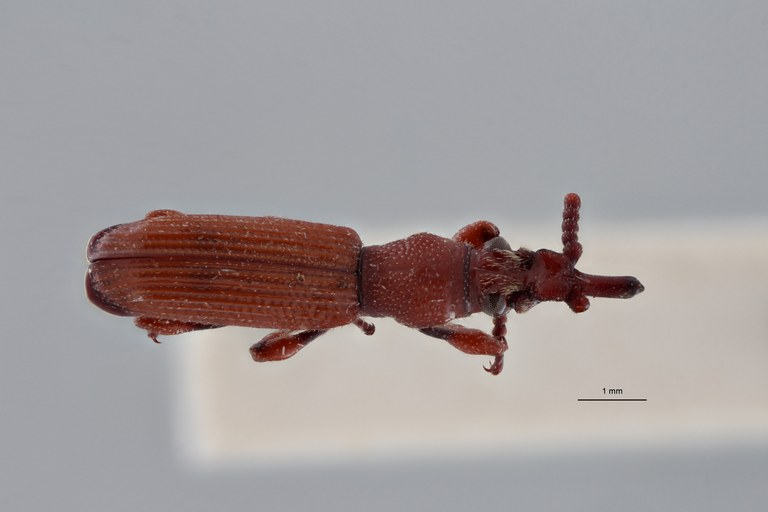 Leptamorphocephalus cupidus pt D ZS PMax Scaled.jpeg