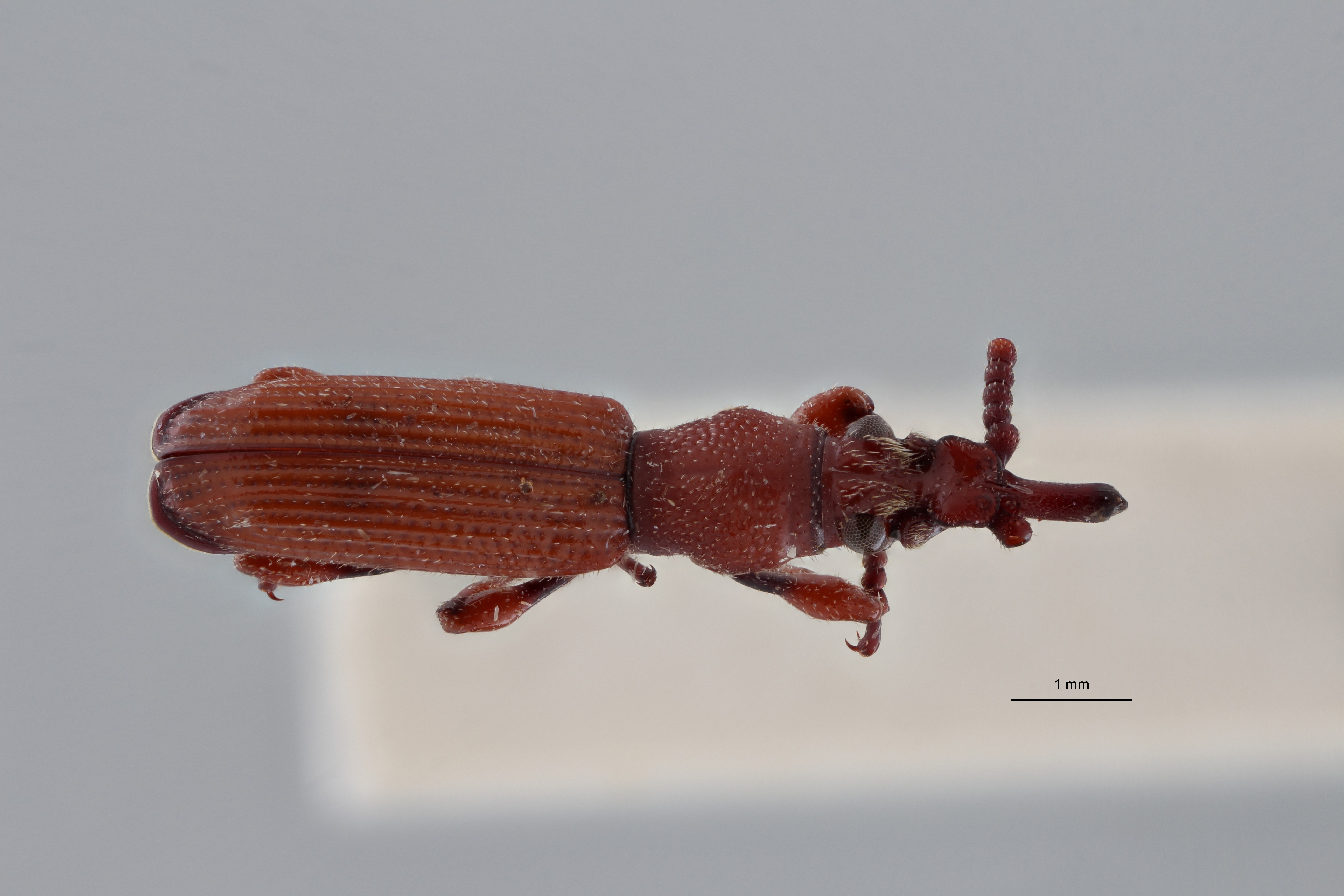 Leptamorphocephalus cupidus pt D ZS PMax Scaled.jpeg