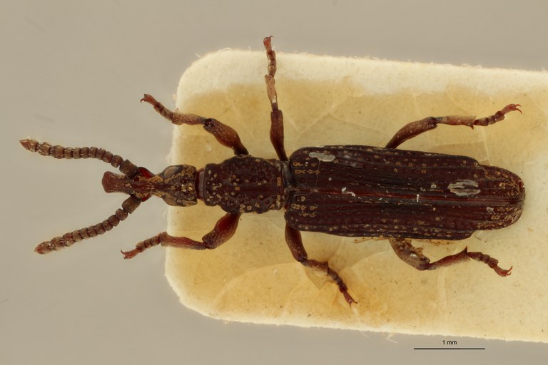 Metatrachelizus africanus pt D ZS PMax.jpg