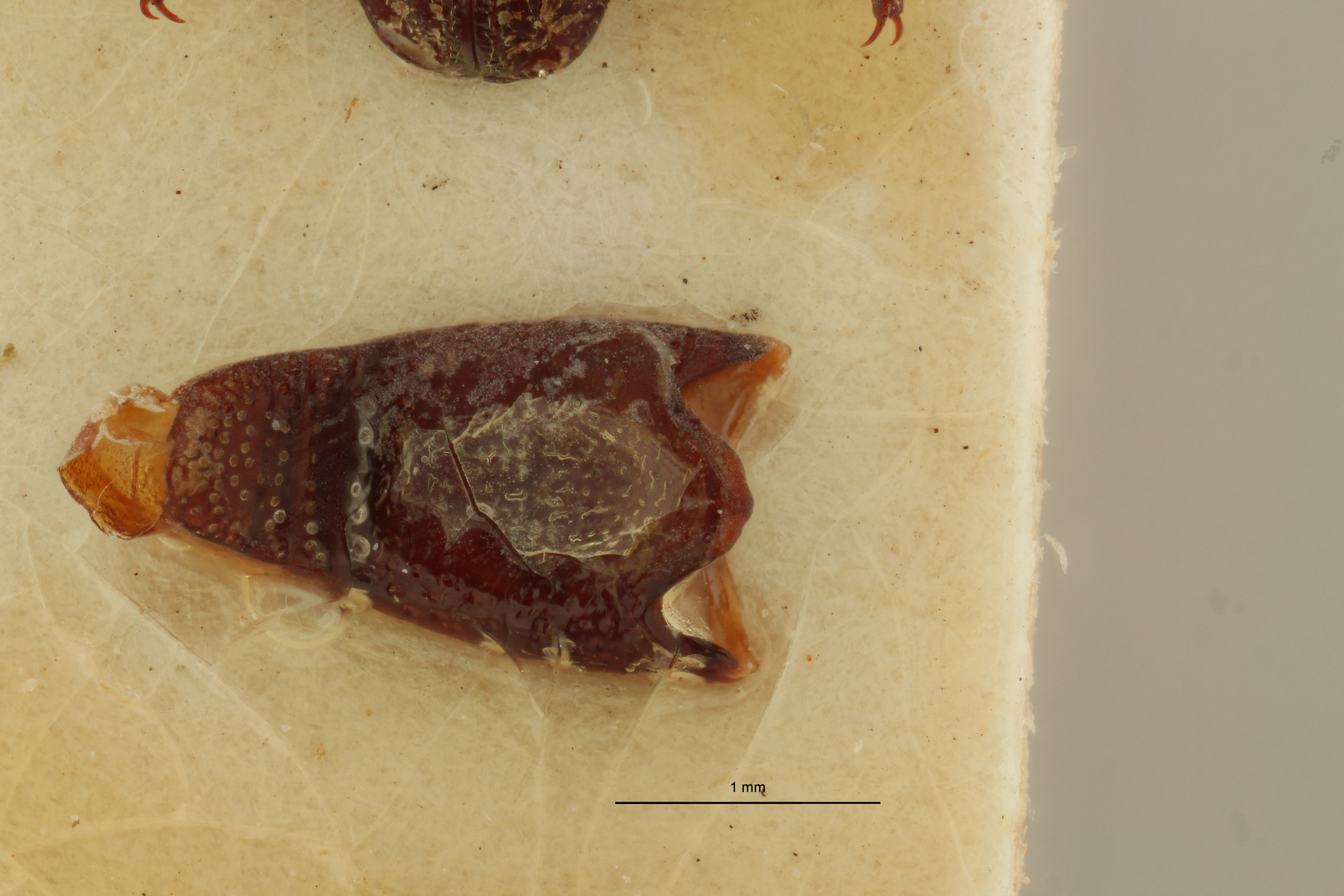 Metatrachelizus africanus pt Dge ZS PMax.jpg