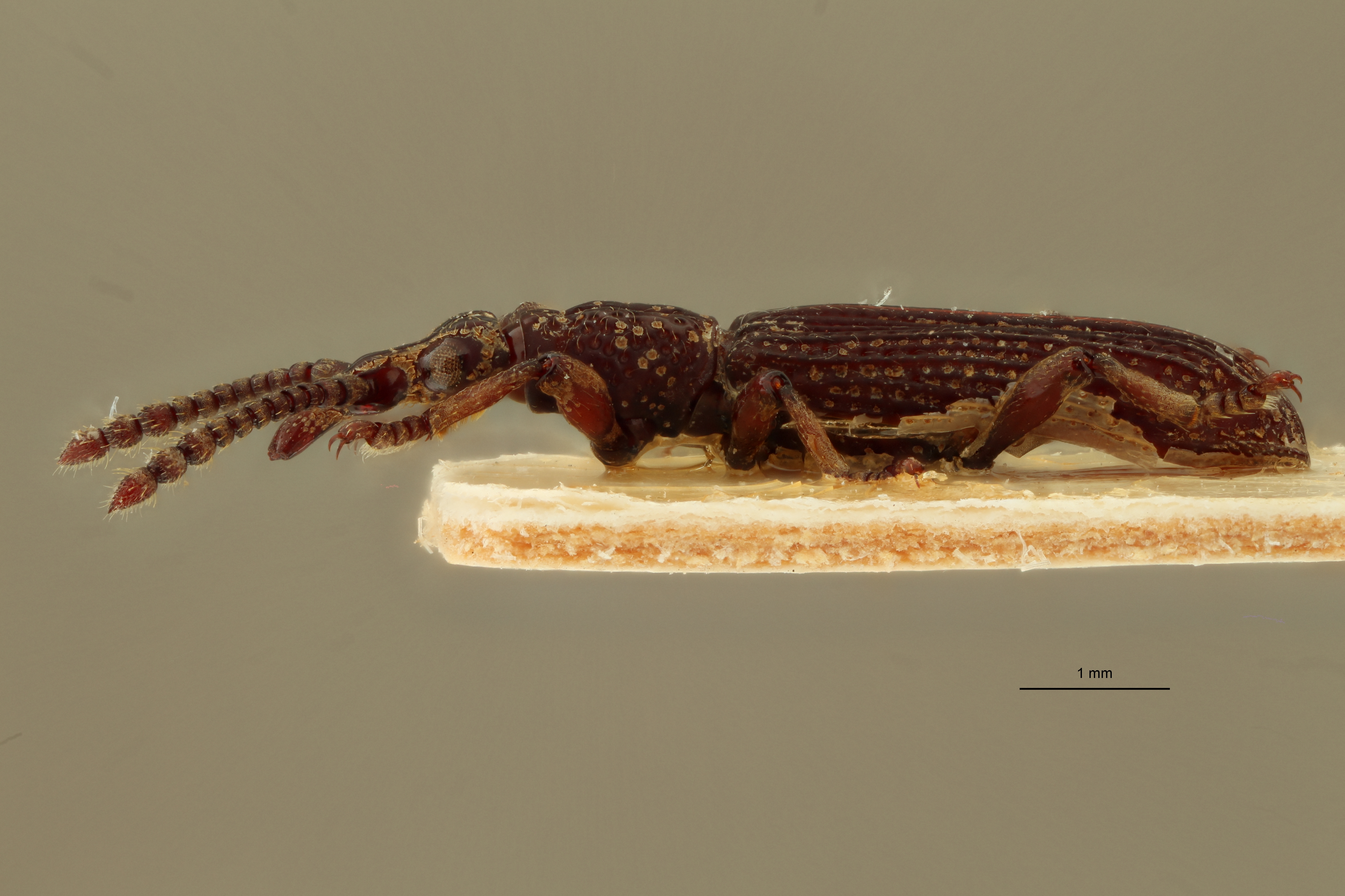 Metatrachelizus africanus pt L ZS PMax.jpg