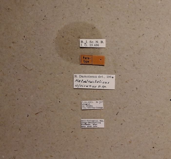 Metatrachelizus africanus pt Labels.jpg