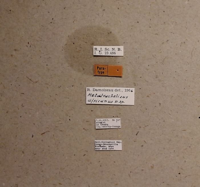 Metatrachelizus africanus pt Labels.jpg