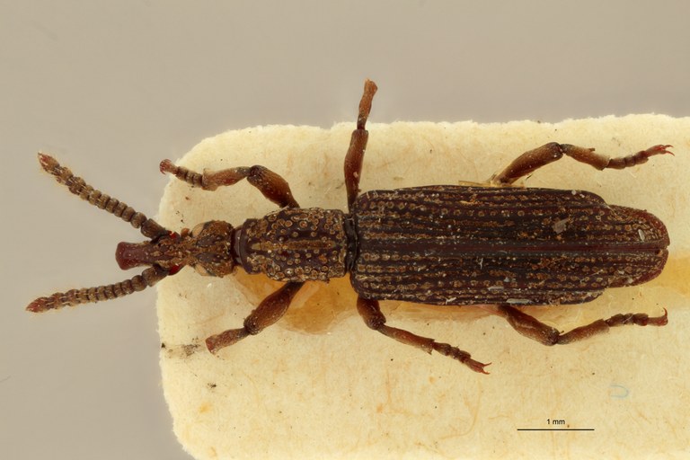 Metatrachelizus africanus pt D ZS PMax.jpg