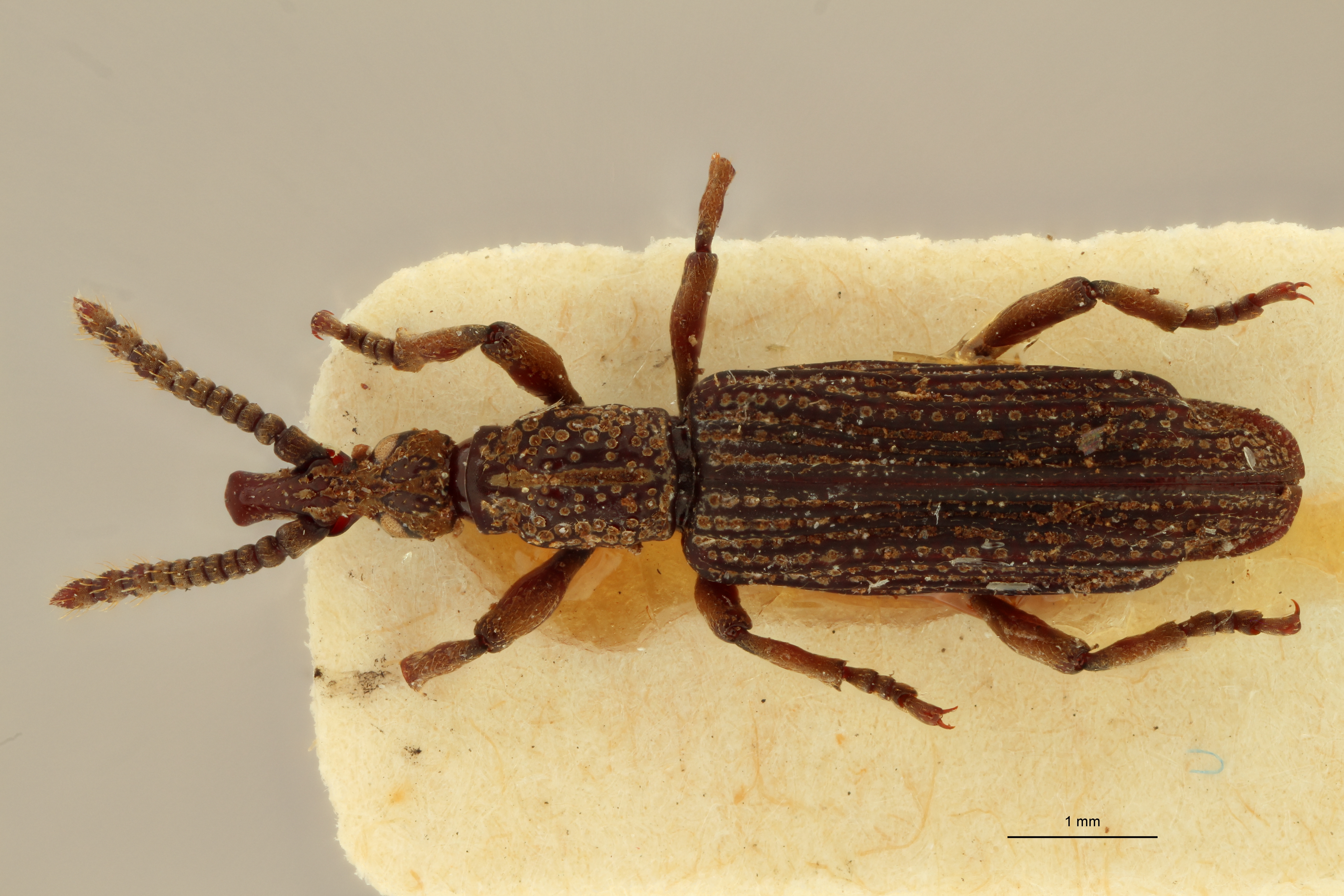 Metatrachelizus africanus pt D ZS PMax.jpg