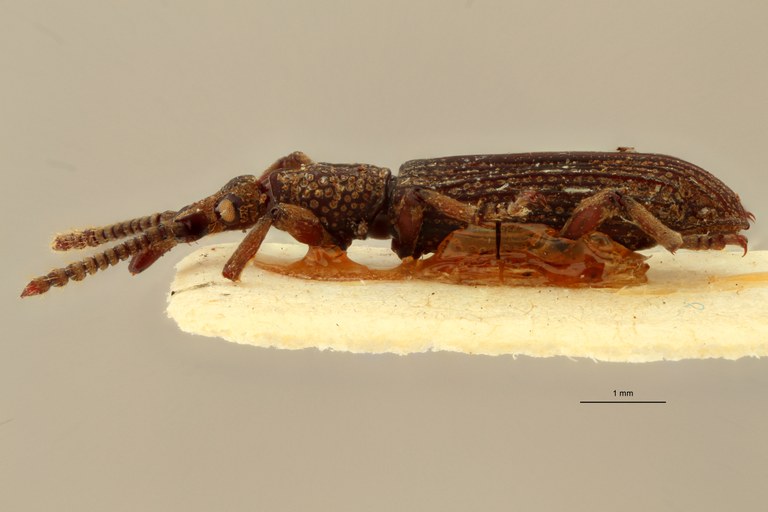 Metatrachelizus africanus pt L ZS PMax.jpg