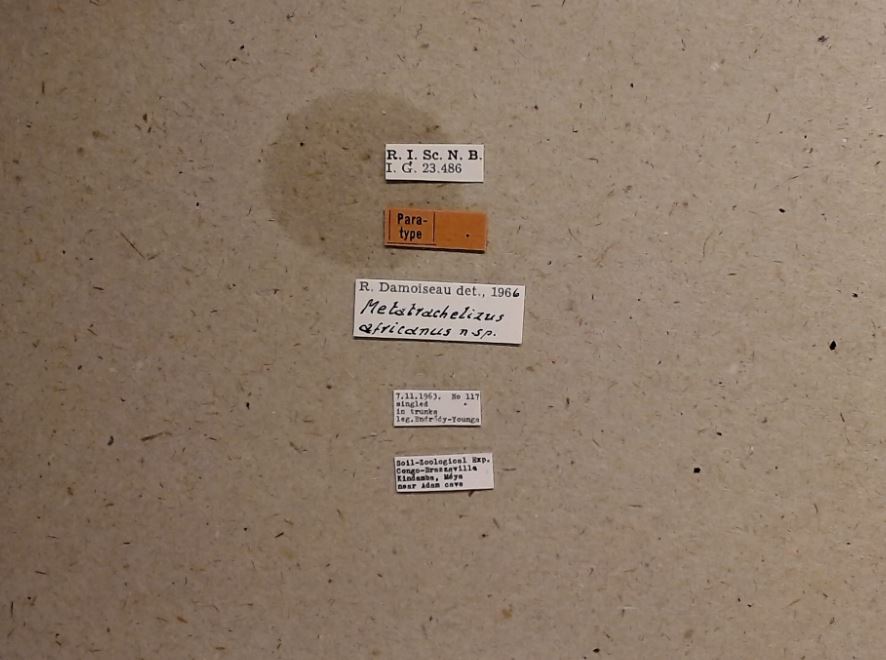 Metatrachelizus africanus pt Labels.jpg