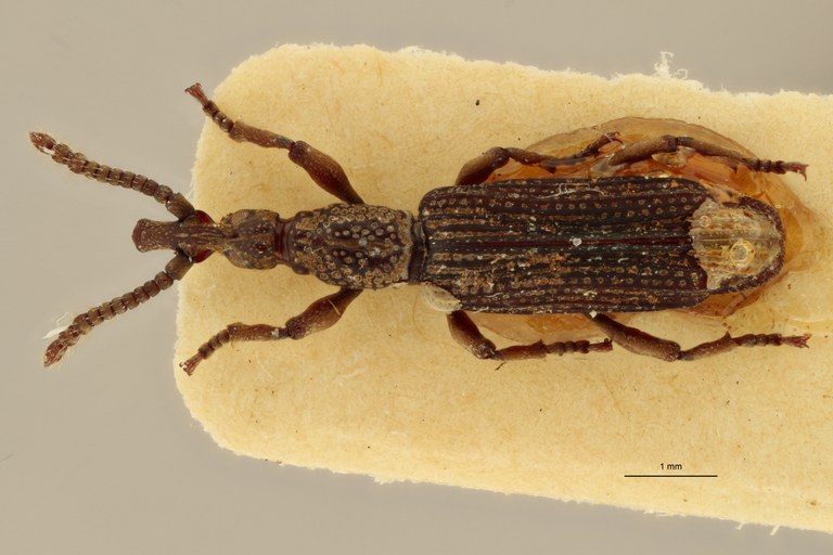 Metatrachelizus africanus pt D ZS PMax.jpg