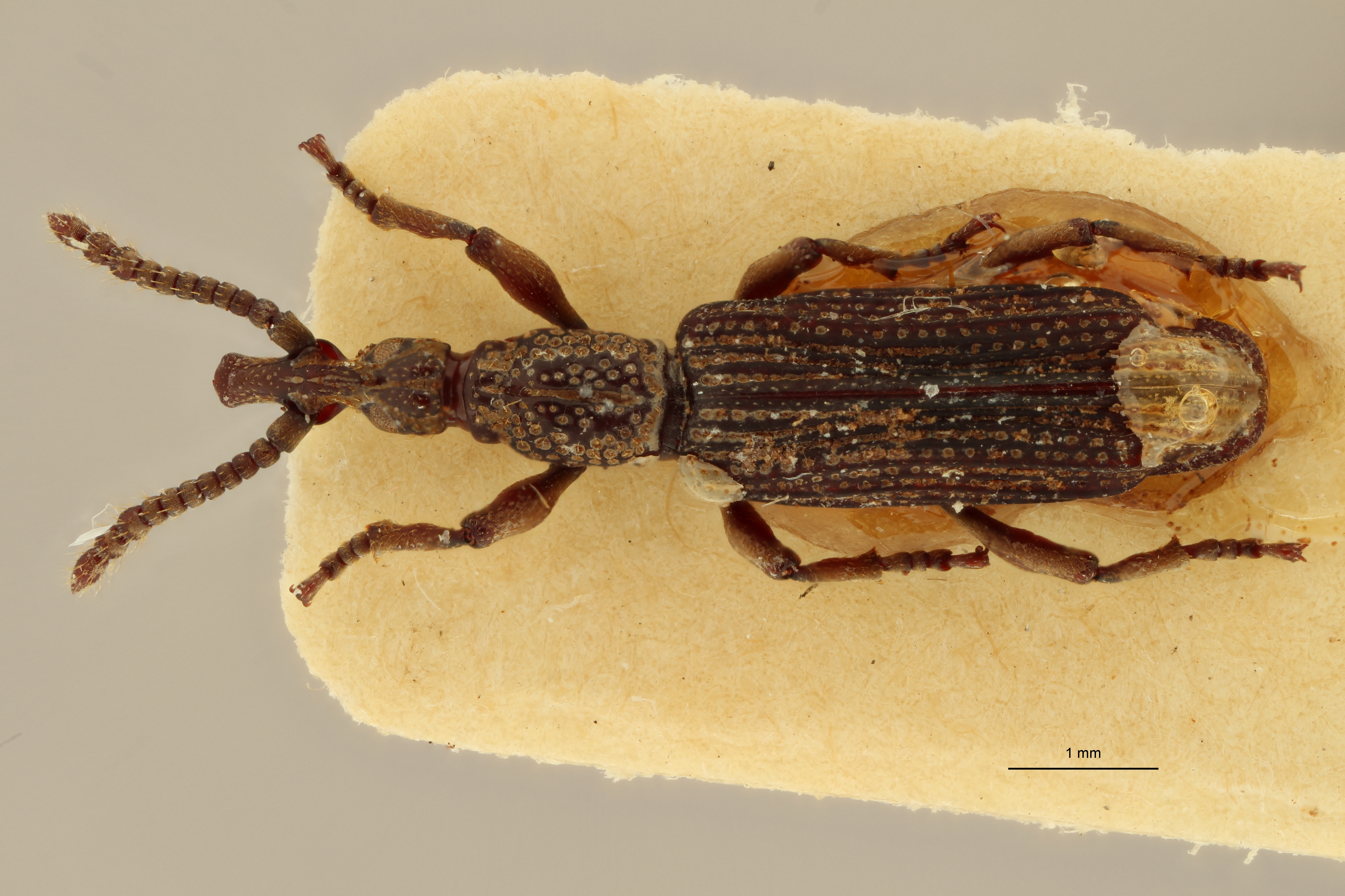 Metatrachelizus africanus pt D ZS PMax.jpg