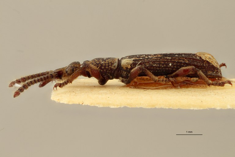 Metatrachelizus africanus pt L ZS PMax.jpg