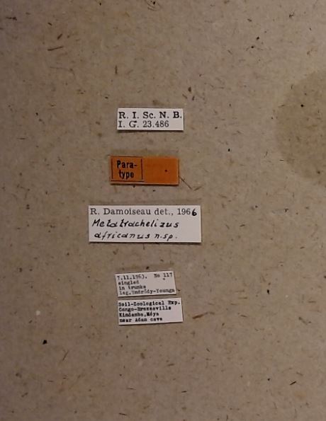 Metatrachelizus africanus pt Labels.jpg