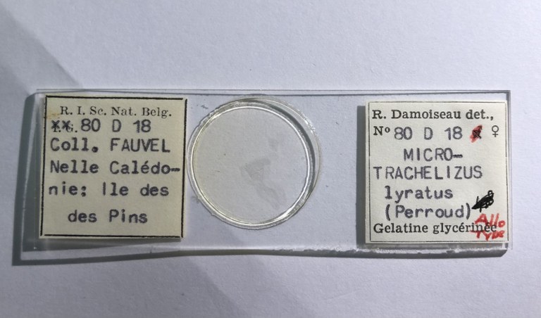 Microtrachelizus lyratus at Microscopic preparation.jpg