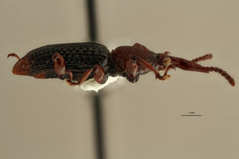 Miolispoides laoticus pt L ZS PMax.jpg
