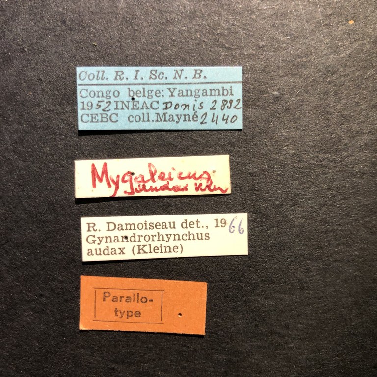 Mygaleicus audax pat Labels.jpg