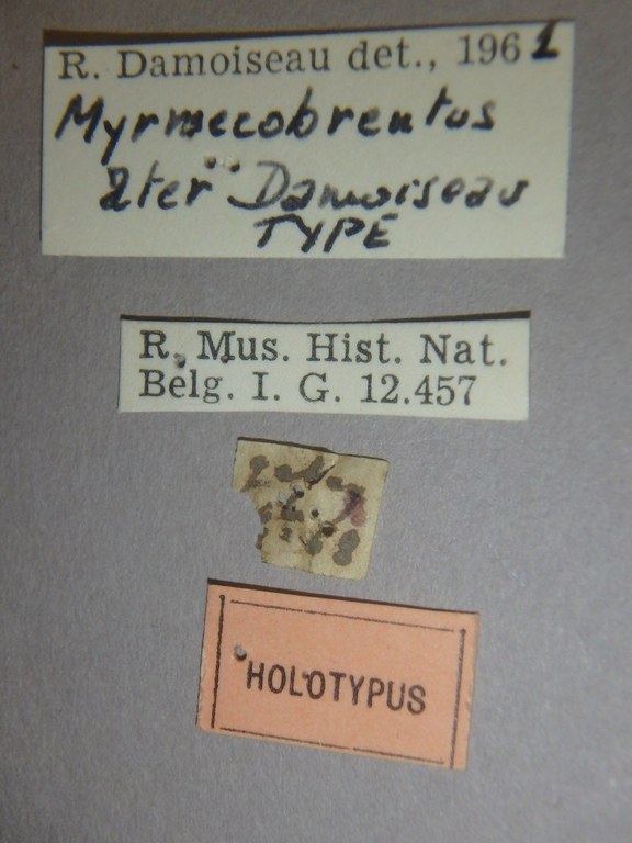 Myrmecobrenthus ater ht Labels.jpg