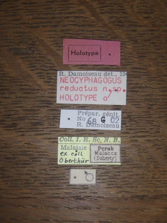Neocyphagogus reductus ht Labels.jpg