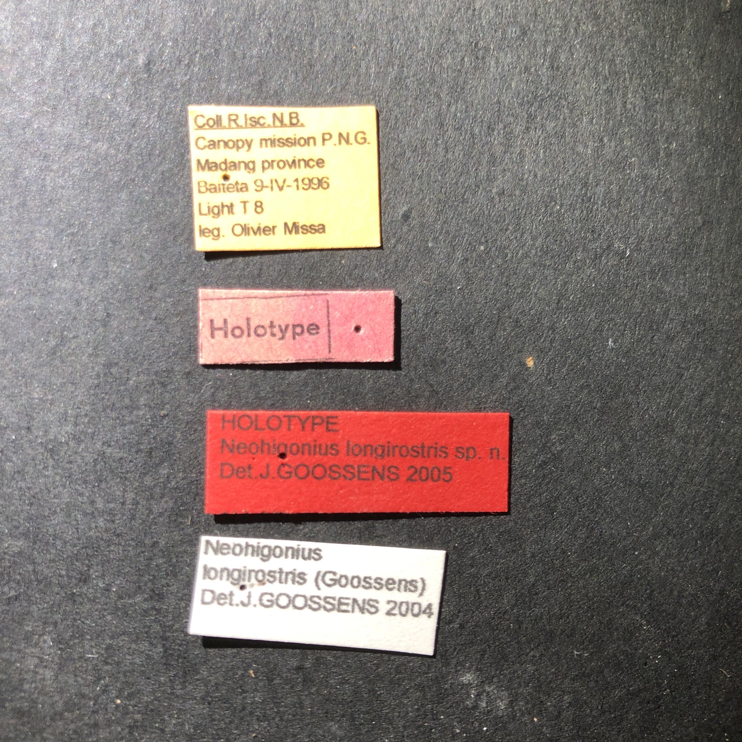 Neohigonius longirostris ht Labels.jpg