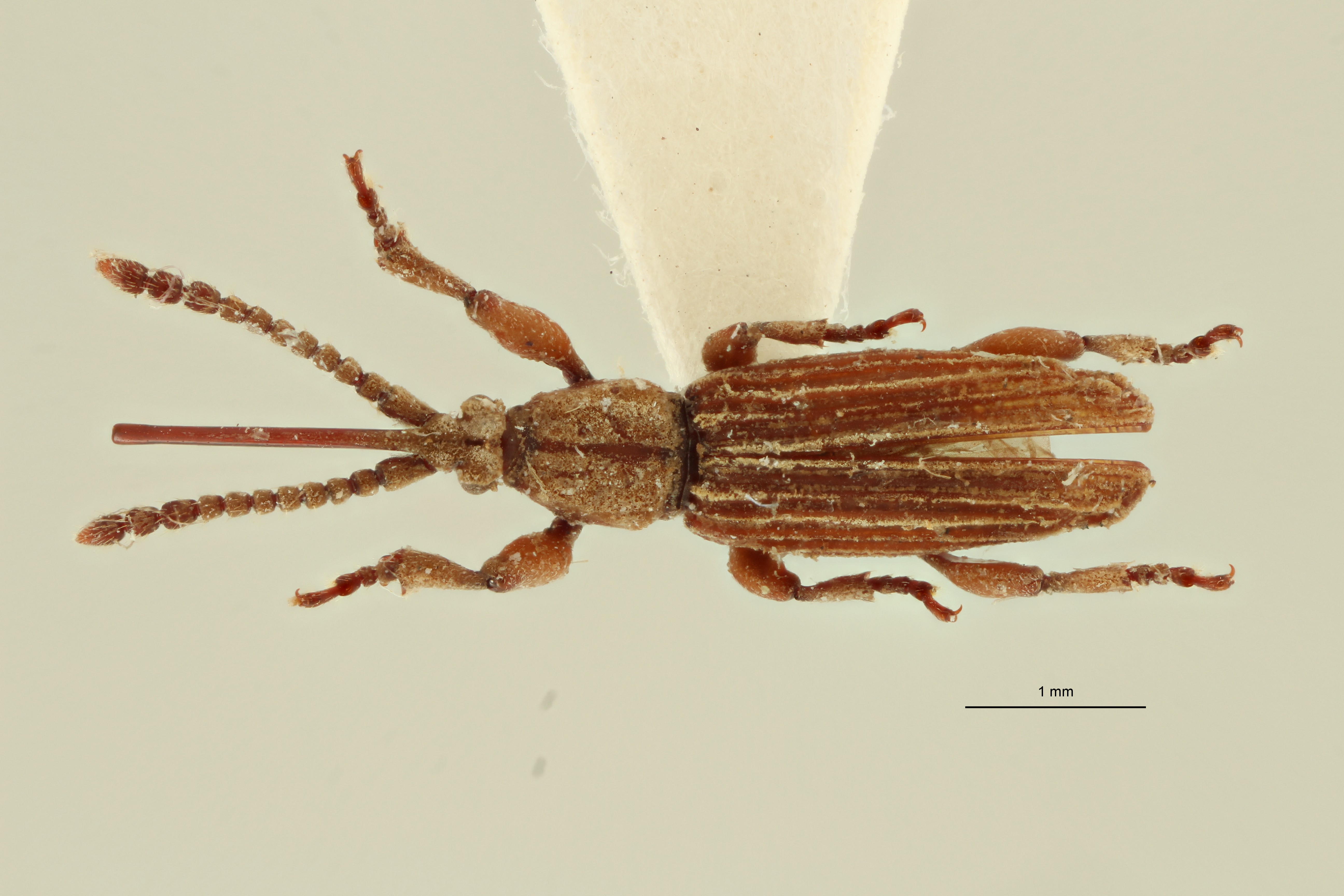 Neohigonius longirostris pt D ZS PMax Scaled.jpeg