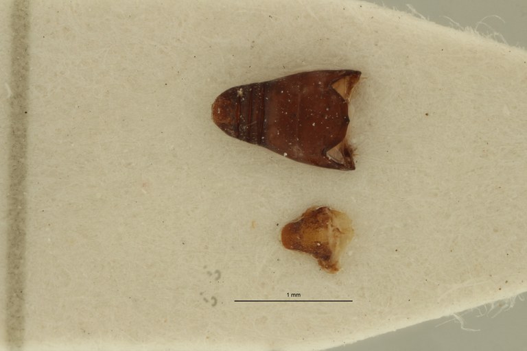 Neohigonius longirostris pt Dge ZS PMax Scaled.jpeg