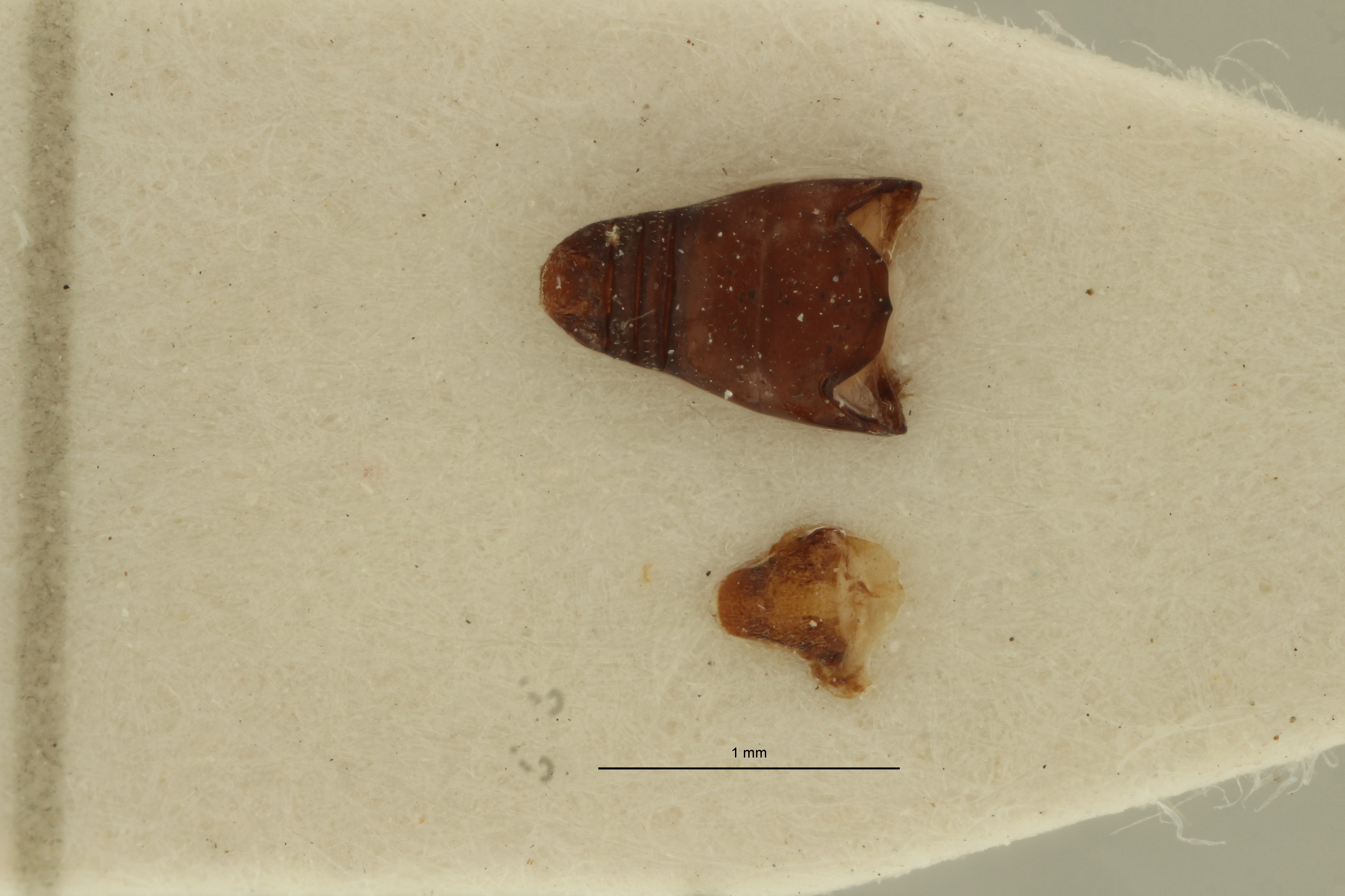 Neohigonius longirostris pt Dge ZS PMax Scaled.jpeg