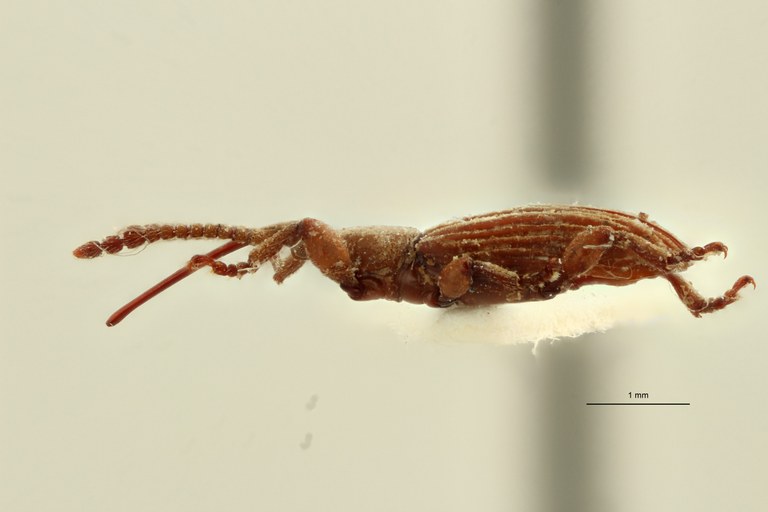 Neohigonius longirostris pt L ZS PMax Scaled.jpeg