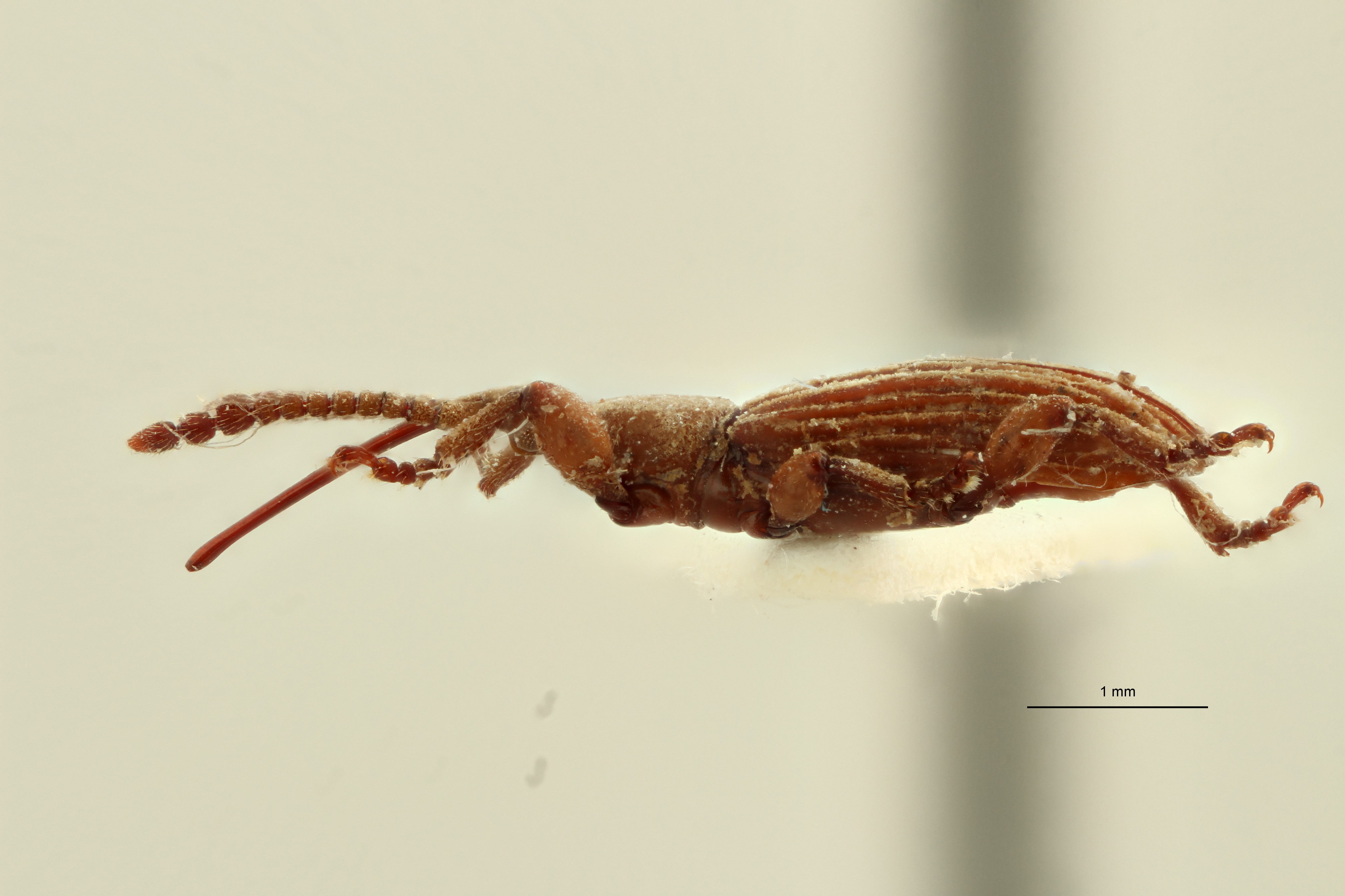 Neohigonius longirostris pt L ZS PMax Scaled.jpeg