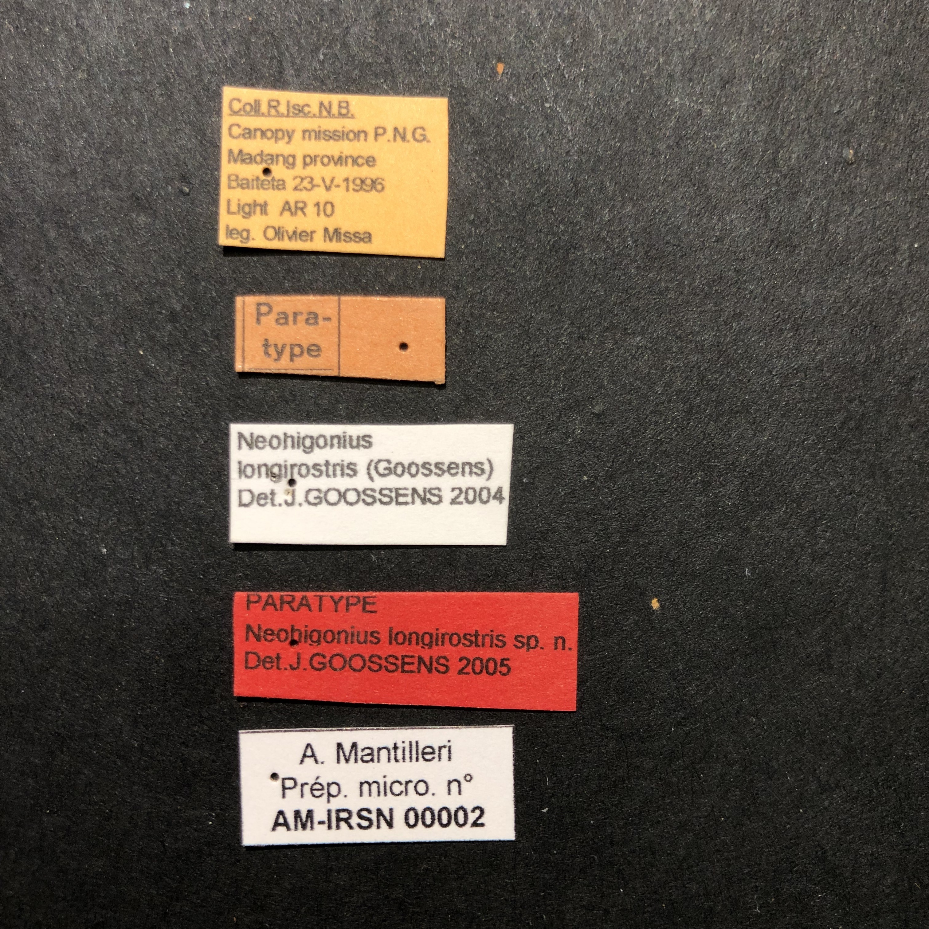 Neohigonius longirostris pt Labels.jpg