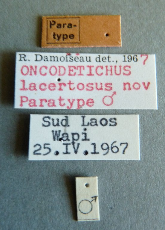 Oncodetichus lacertosus pt Labels.jpg