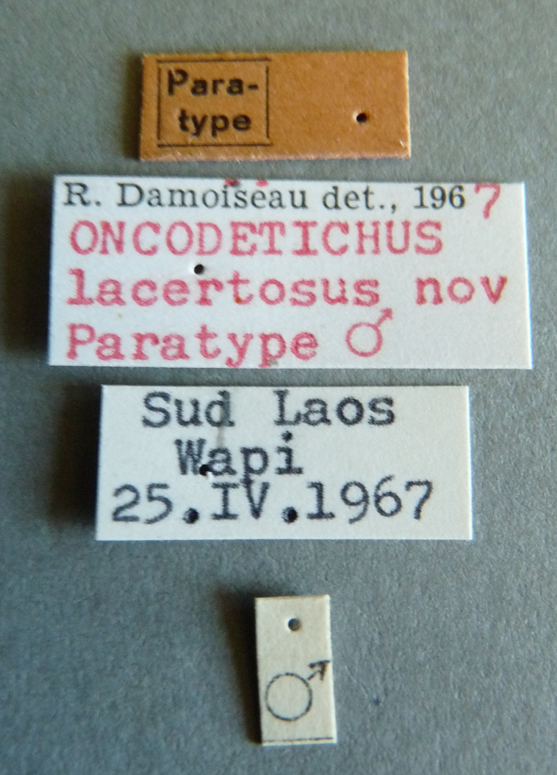 Oncodetichus lacertosus pt Labels.jpg