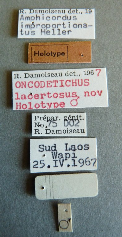 Oncodetichus lacertosus ht Labels.jpg