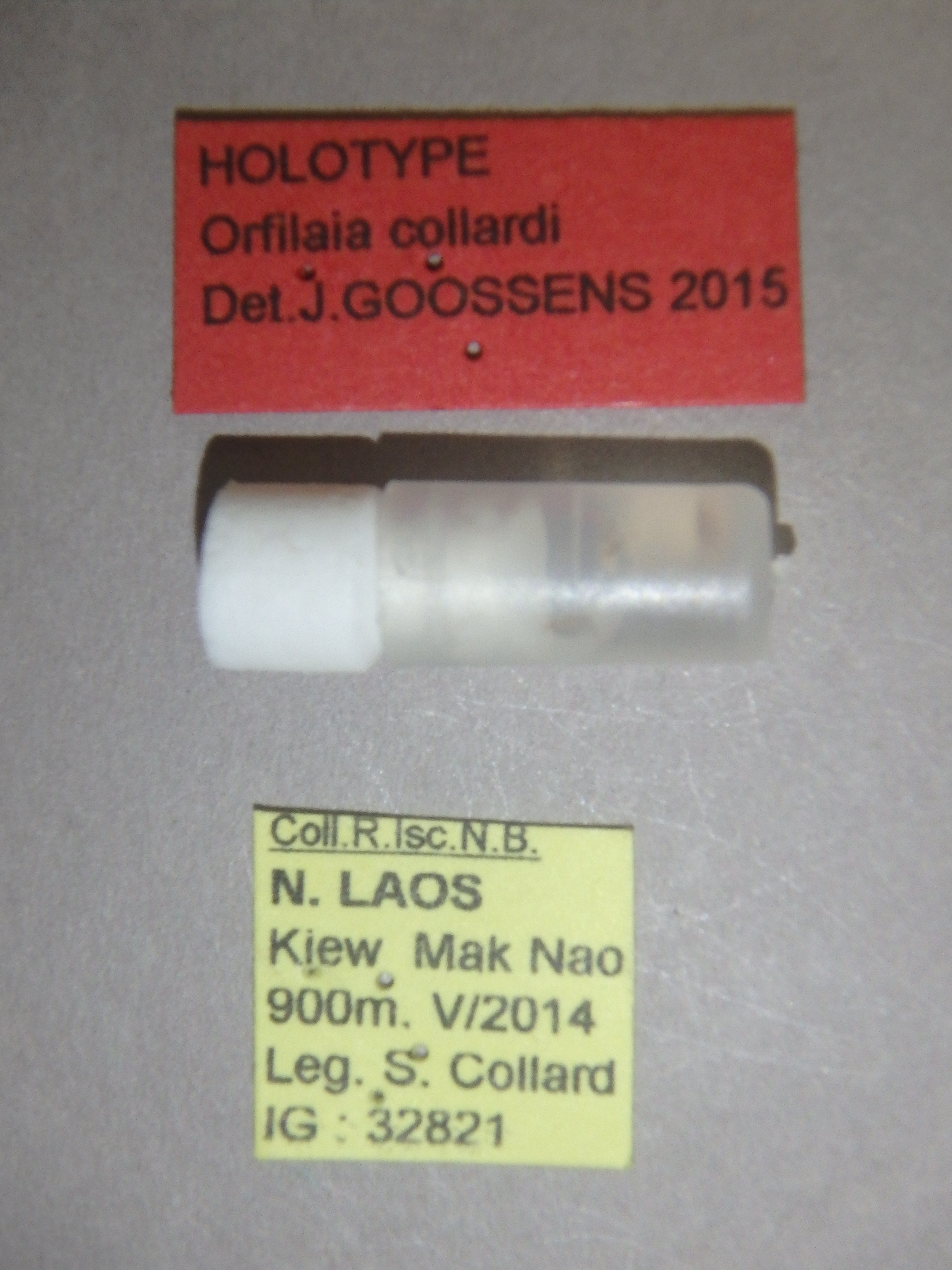 Orfilaia collardi ht Labels.jpg