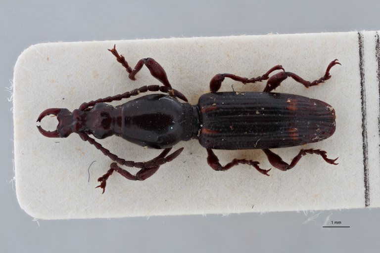 Orfilaia jakli pt D ZS PMax Scaled.jpeg