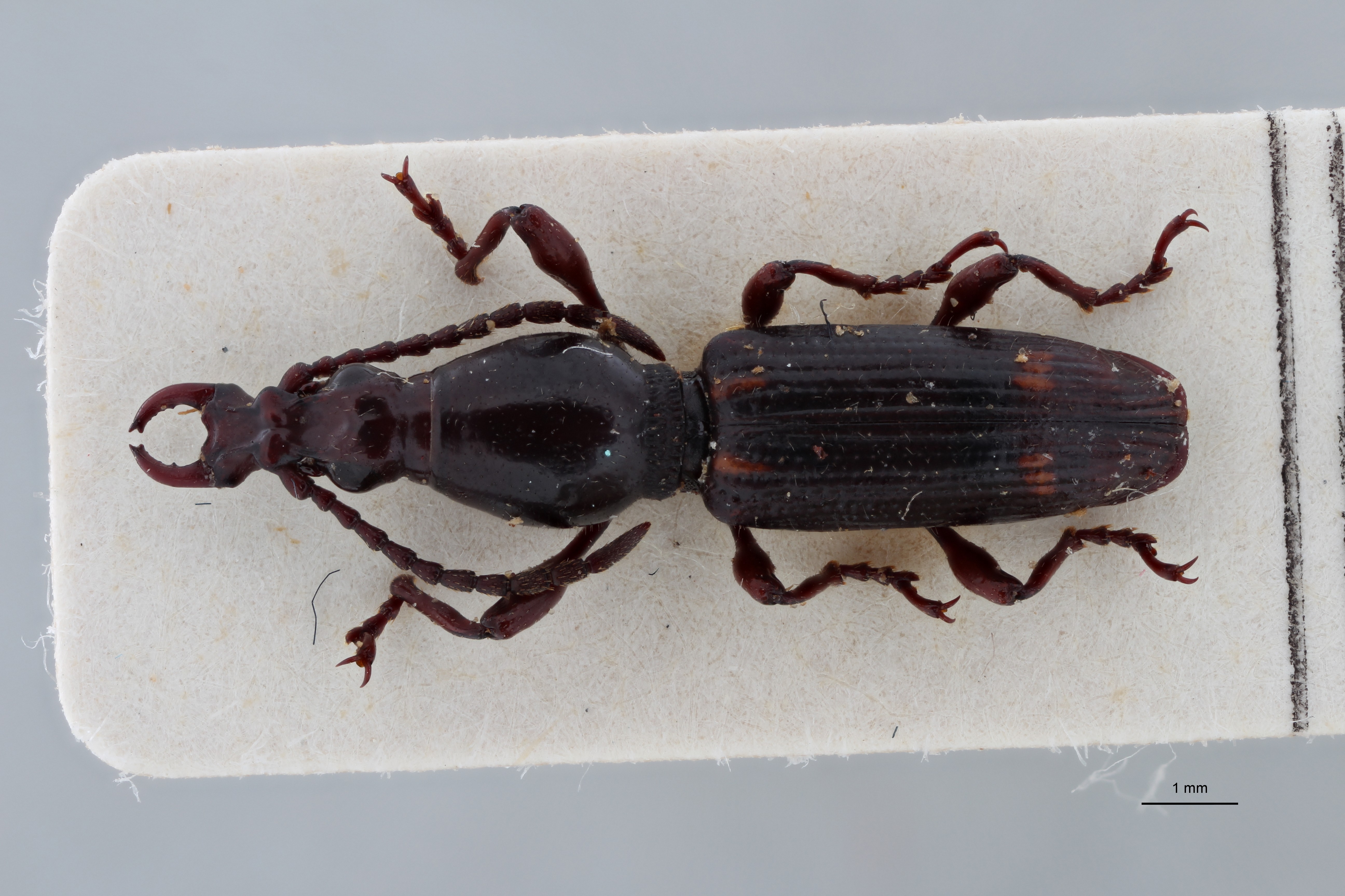 Orfilaia jakli pt D ZS PMax Scaled.jpeg