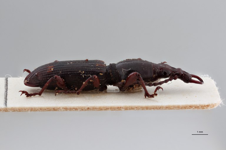 Orfilaia jakli pt L ZS PMax Scaled.jpeg