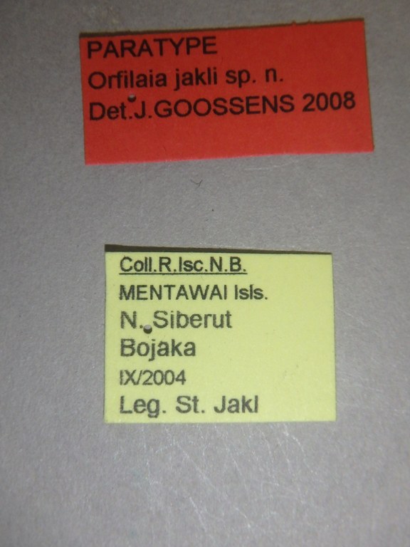 Orfilaia jakli pt Labels.jpg