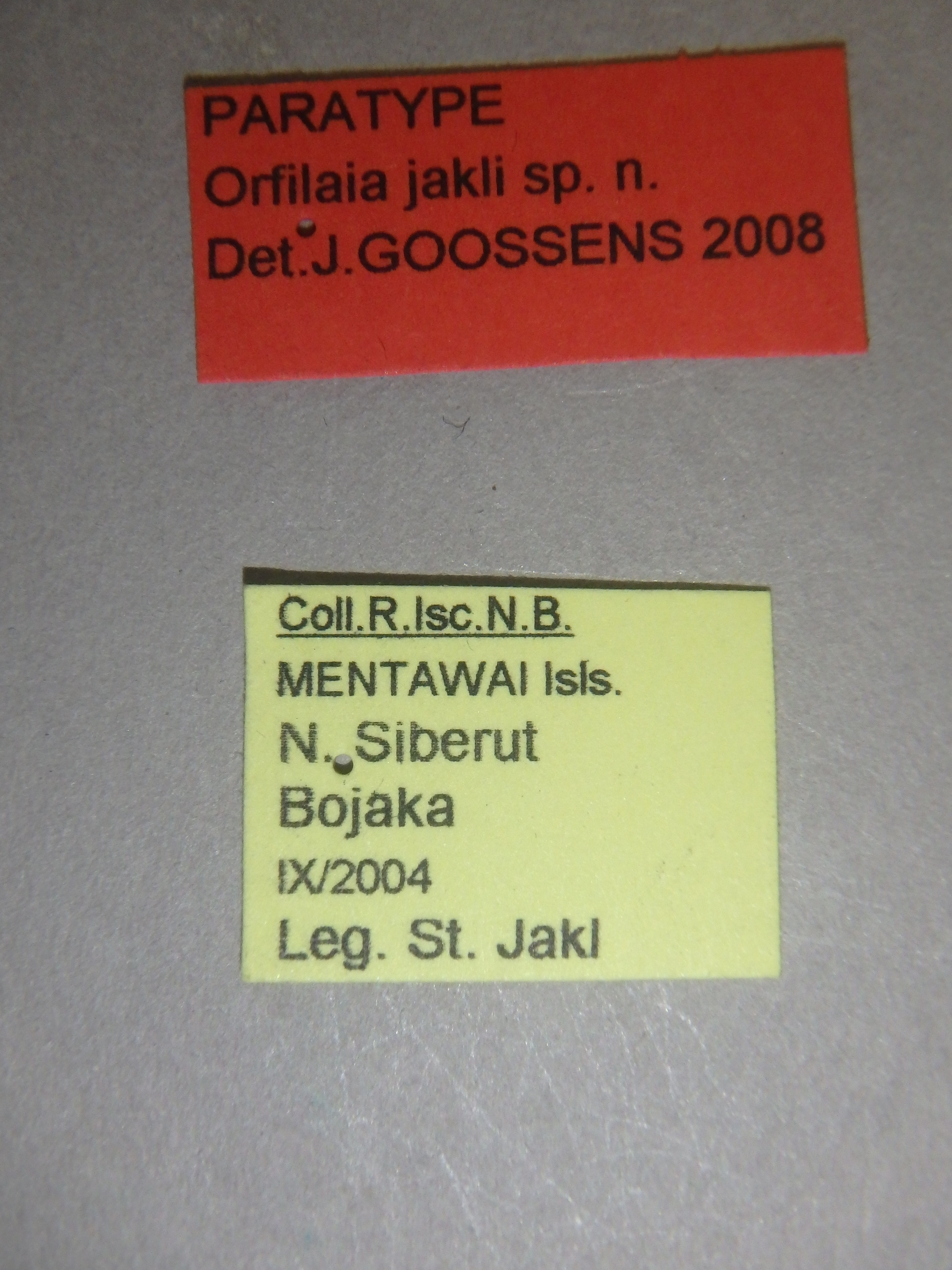 Orfilaia jakli pt Labels.jpg