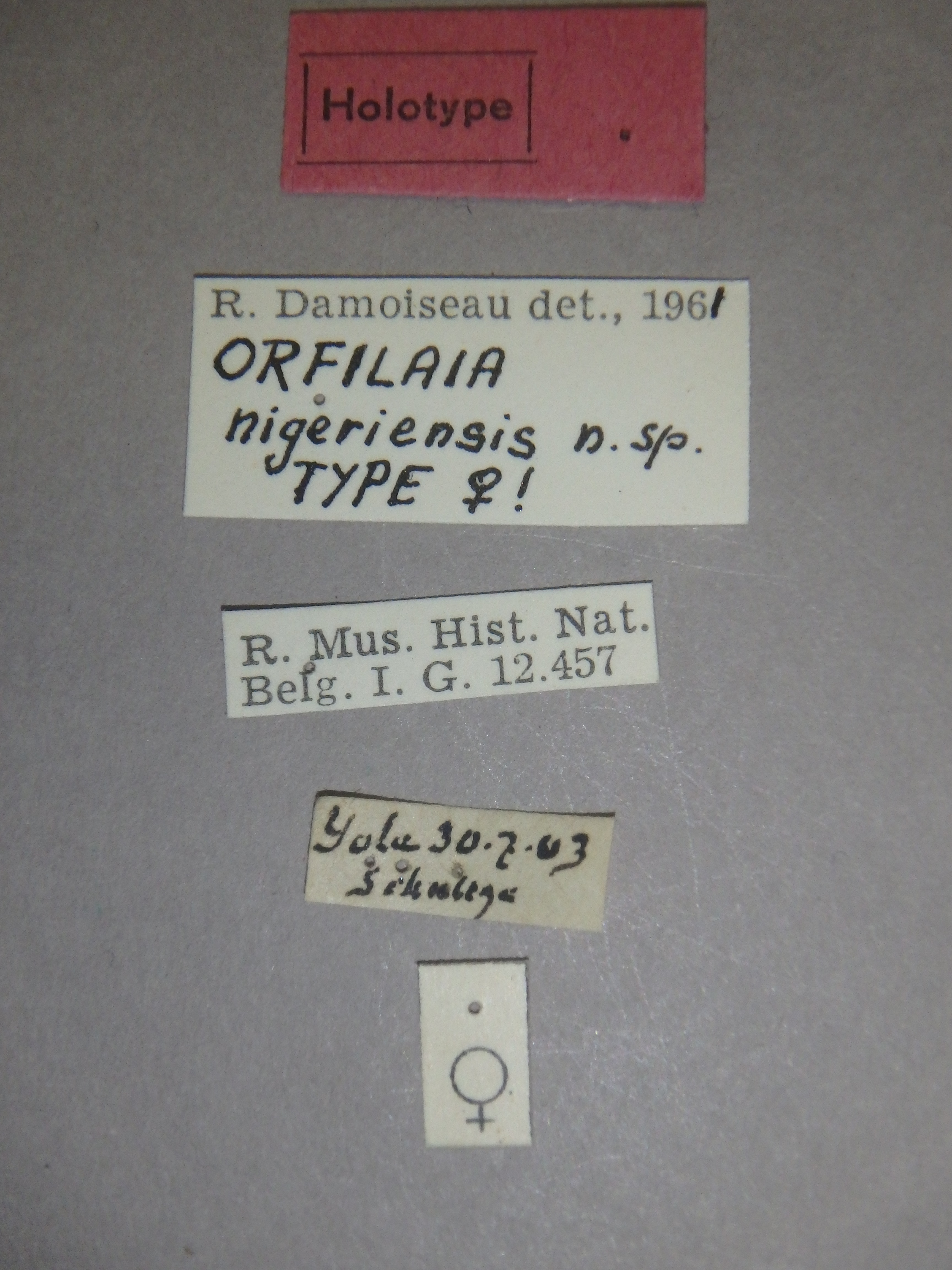 Orfilaia nigeriensis ht Labels.jpg