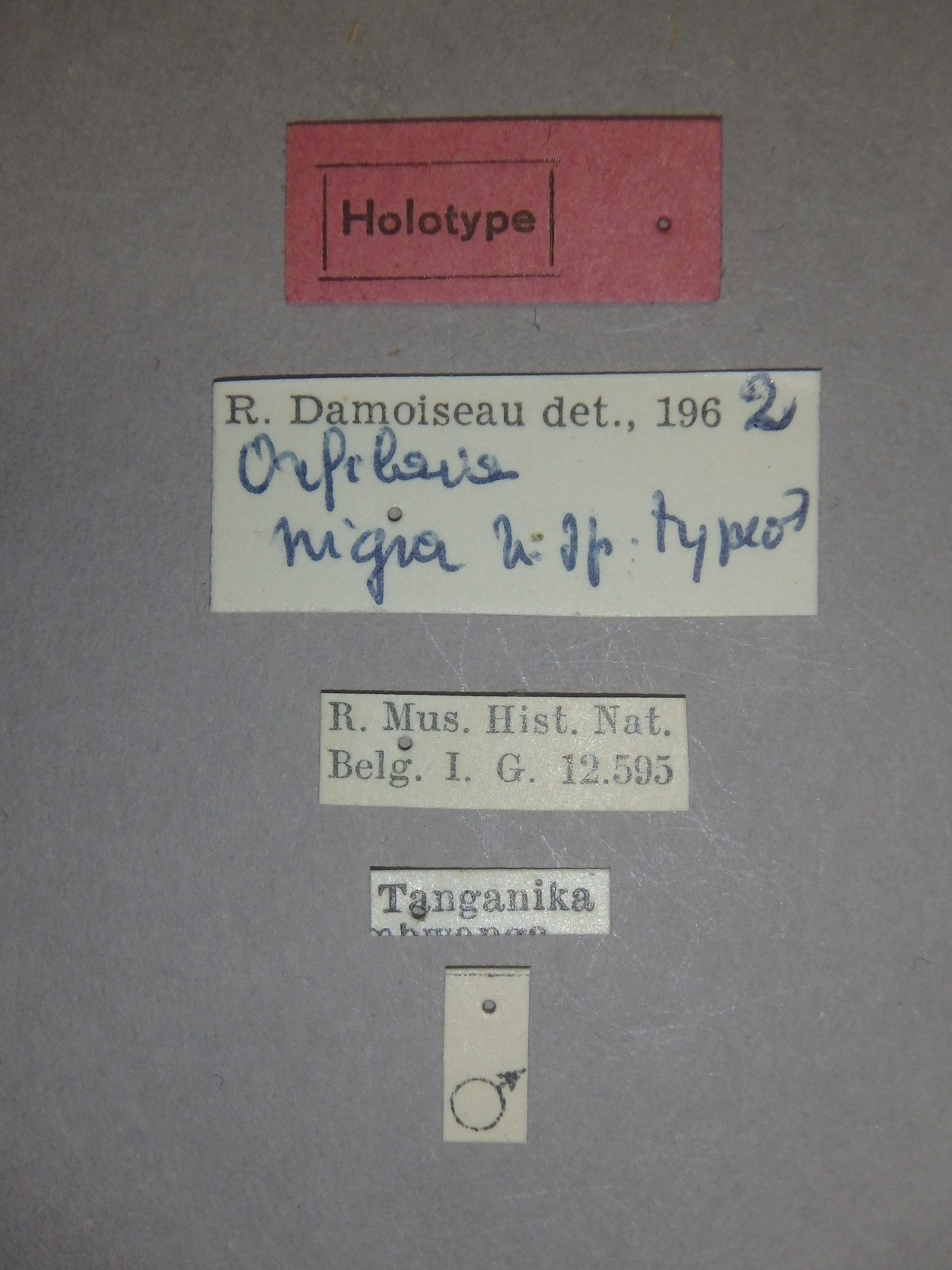 Orfilaia nigra ht Labels.jpg