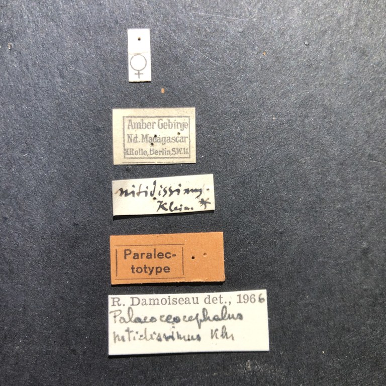 Palaeoceocephalus nitidissimus plt Labels.jpg