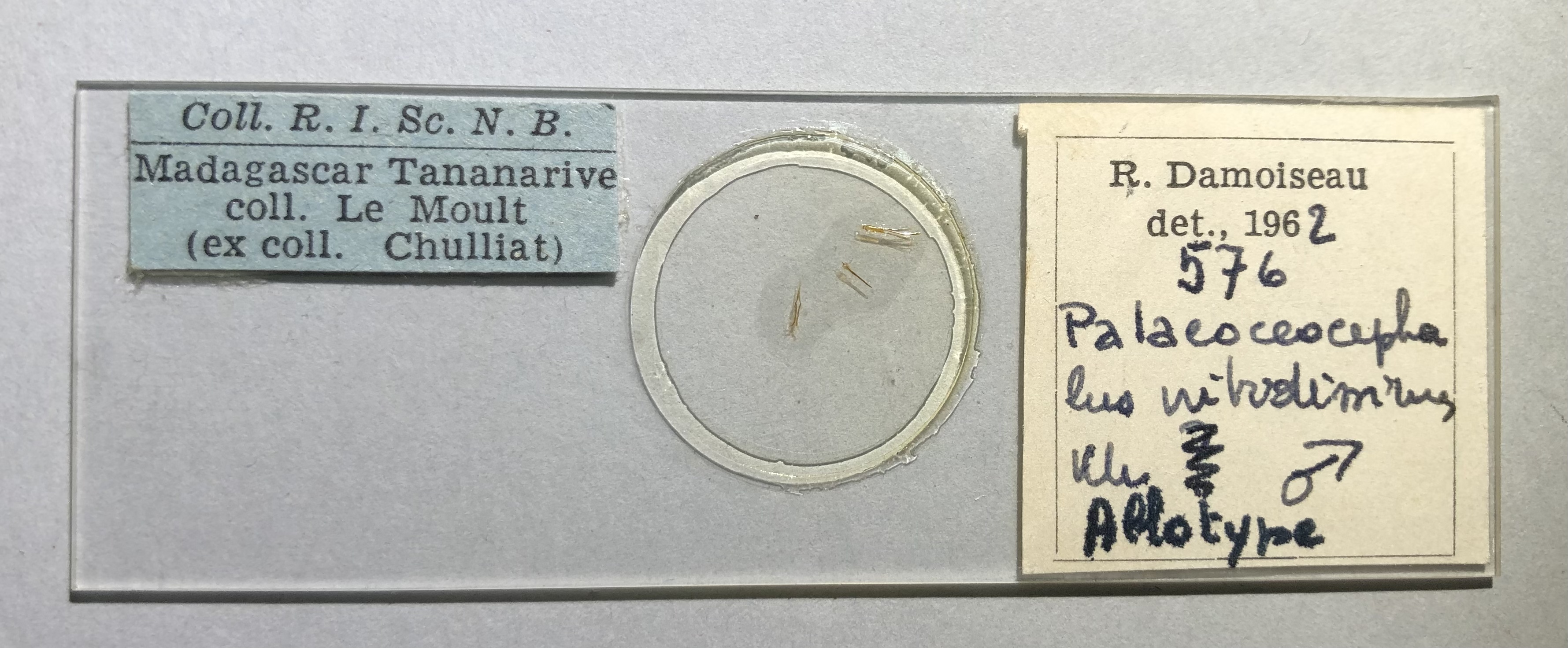 Palaeoceocephalus nitidissimus at Microscopic preparation.jpg
