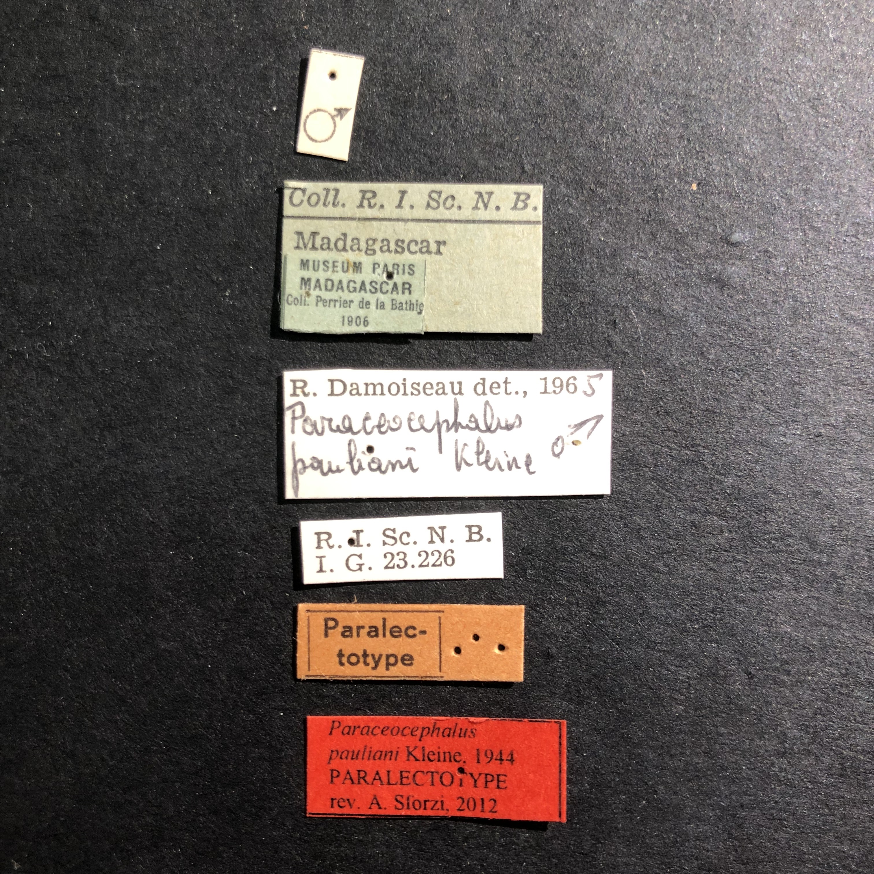 Paraceocephalus pauliani plt Labels.jpg