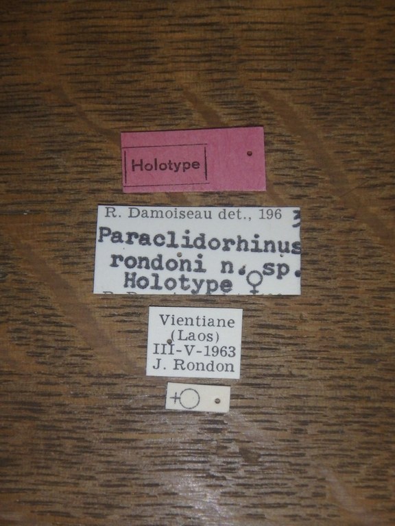 Paraclidorhinus rondoni ht Labels.jpg