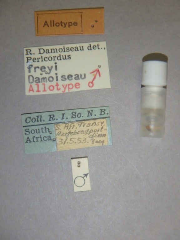 Pericordus freyi at Labels.jpg