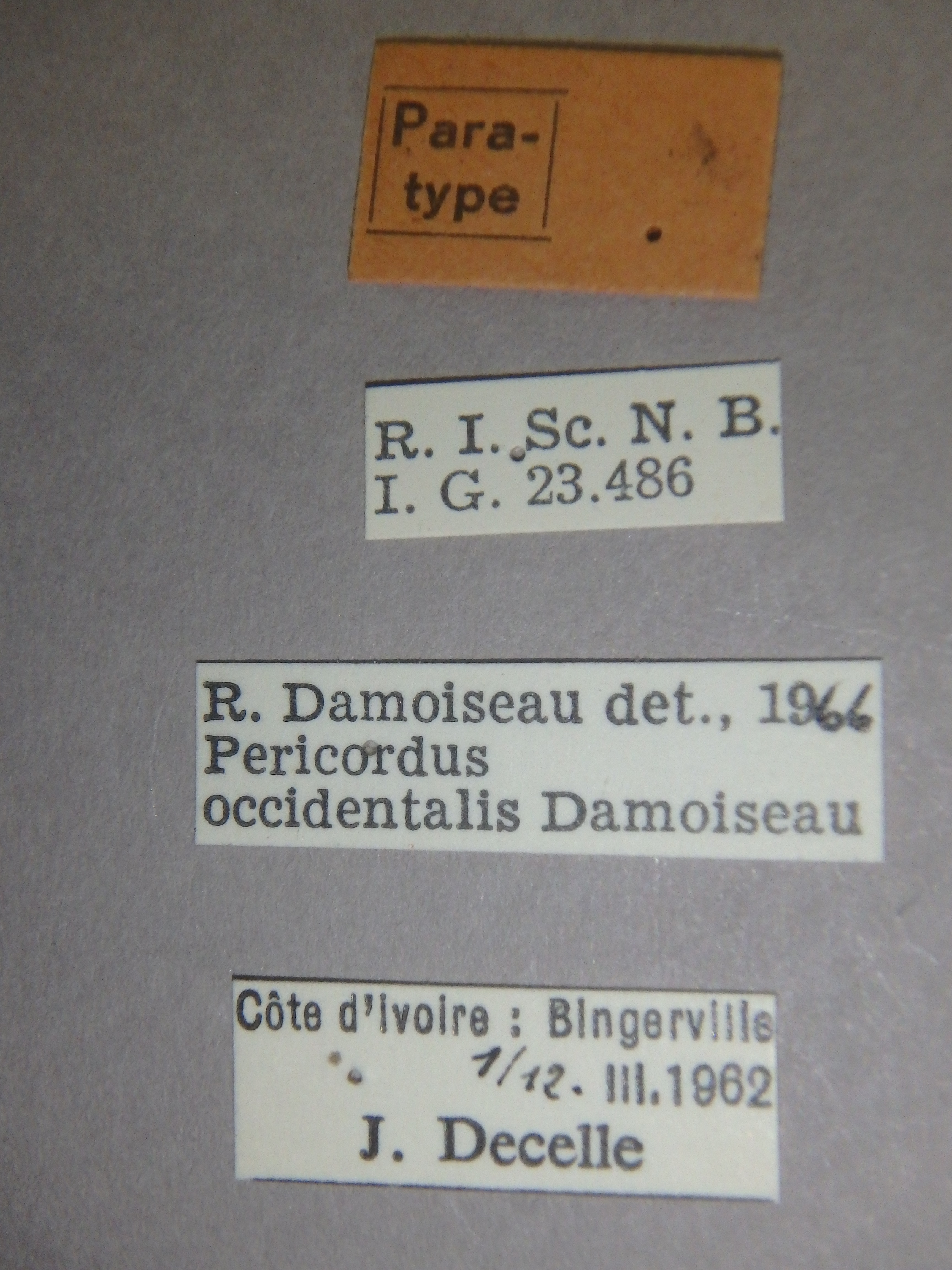 Pericordus occidentalis pt Labels.jpg