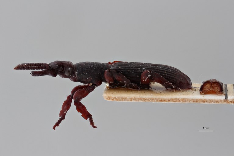 Pericordus scutellaris plt L ZS PMax scaled.jpeg