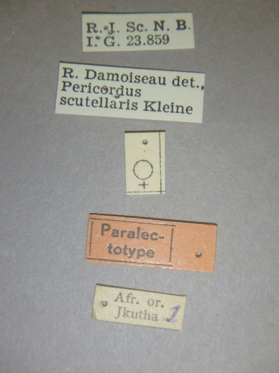 Pericordus scutellaris plt Labels.jpg