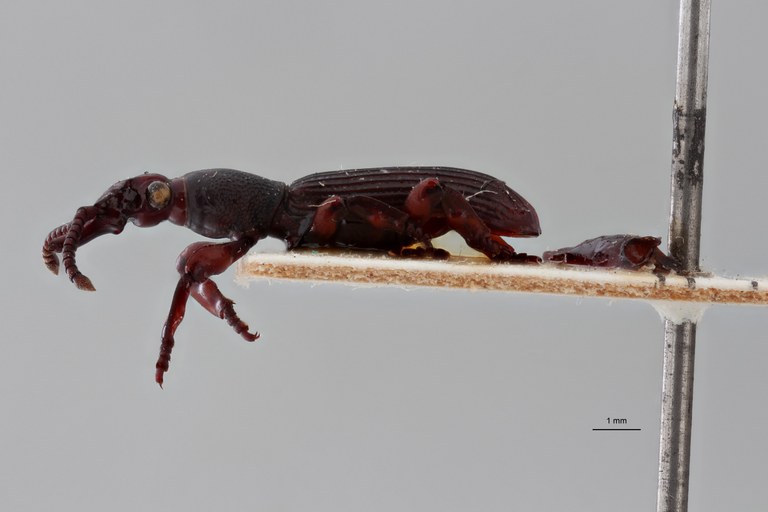 Pericordus scutellaris plt L ZS PMax scaled.jpeg