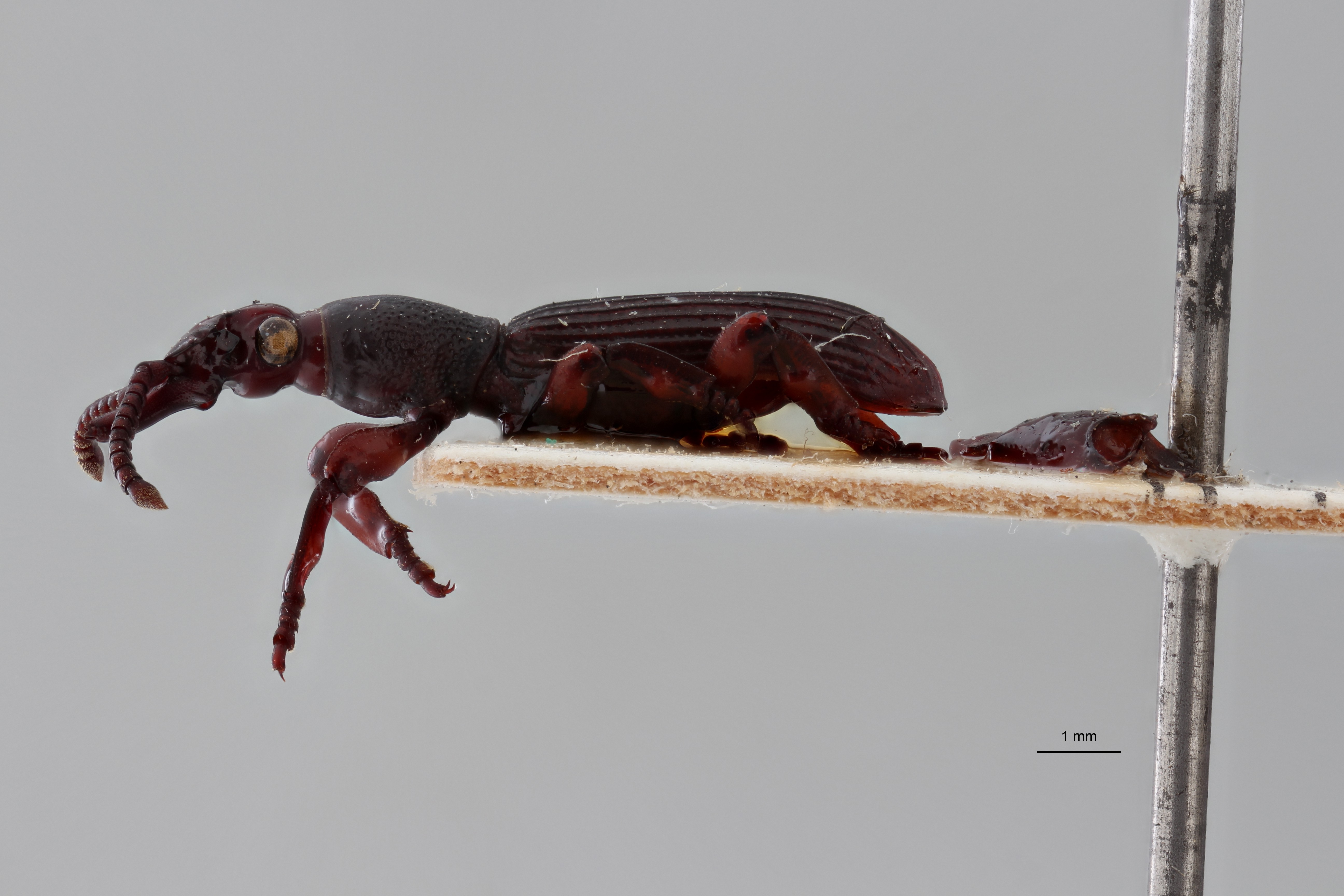 Pericordus scutellaris plt L ZS PMax scaled.jpeg