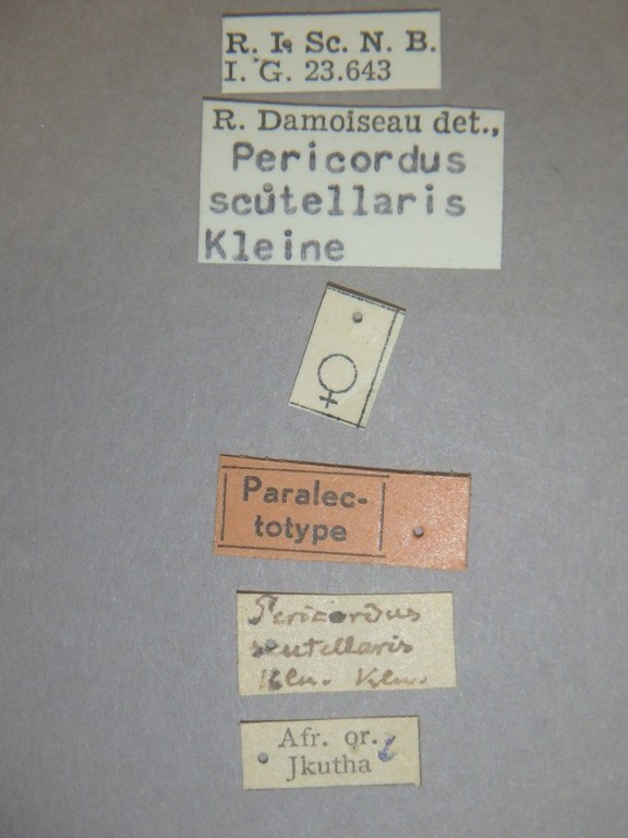 Pericordus scutellaris plt Labels.jpg