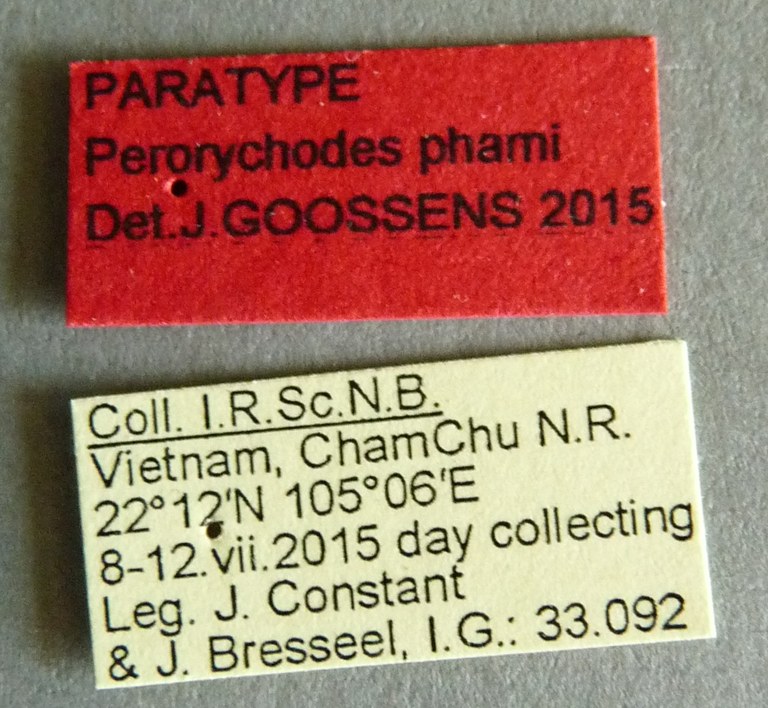 Perorychodes phami pt Labels.jpg